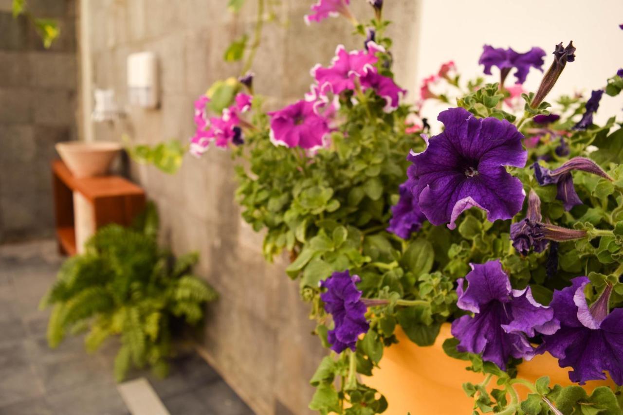 Casa Ticul Hotel Boutique - 5Th Ave (Adults Only) 普拉亚卡门 外观 照片 Petunia
